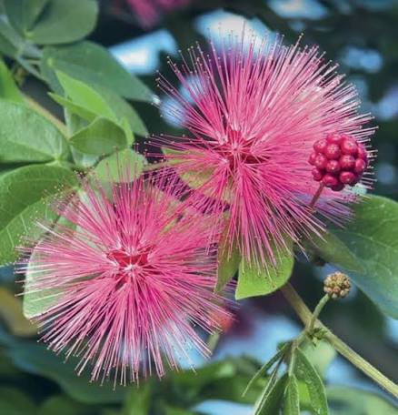 Calliandra Brevipes ‘Hula Girl’ (Pink Powder Puff)