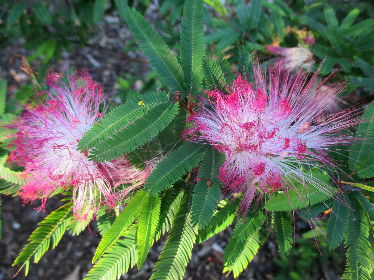 Calliandra Brevipes ‘Hula Girl’ (Pink Powder Puff)