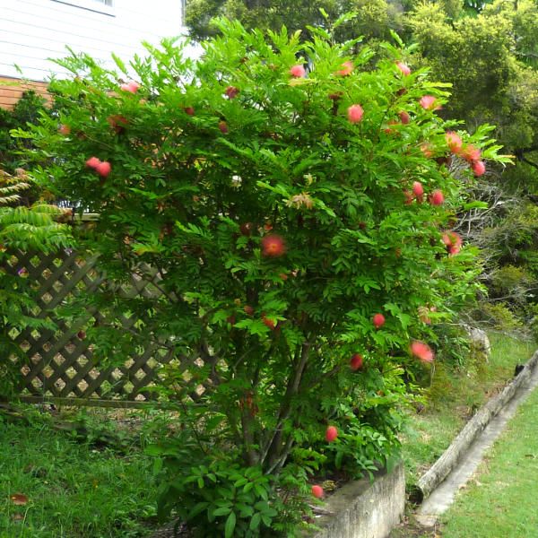 Calliandra Brevipes ‘Hula Girl’ (Pink Powder Puff)