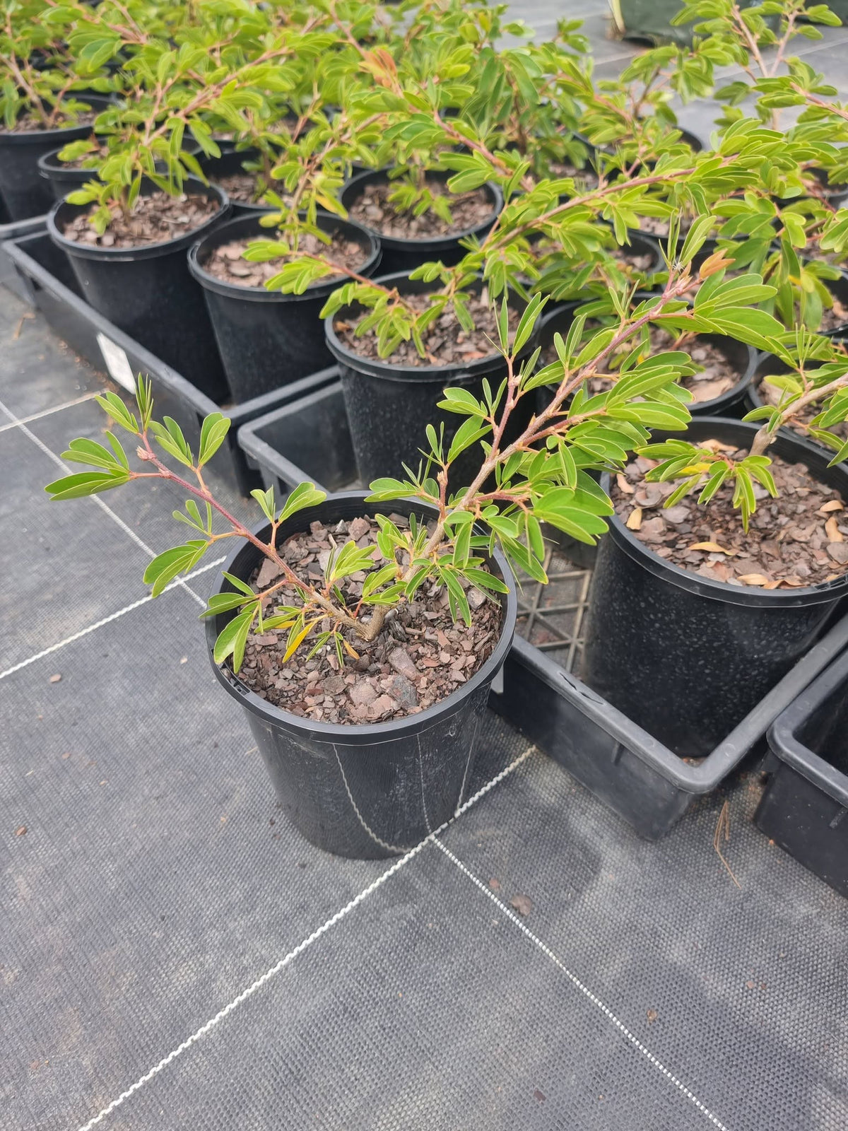 Calliandra Brevipes ‘Hula Girl’ (Pink Powder Puff)