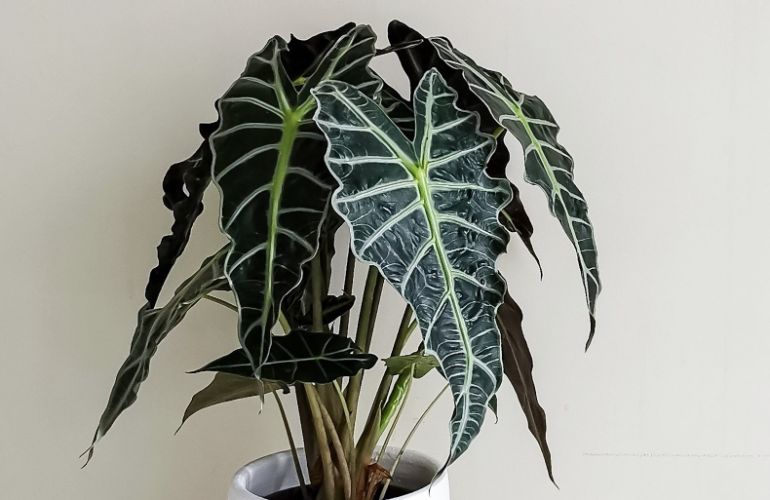 Alocasia amazonica ‘Dwarf’ (Alocasia Polly)