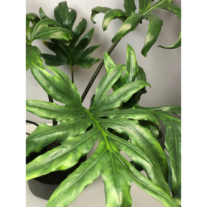Alocasia brancifolia Serpents Tail (Serpent’s Tail Alocasia)