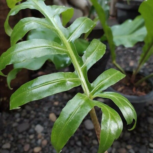 Alocasia brancifolia Serpents Tail (Serpent’s Tail Alocasia)