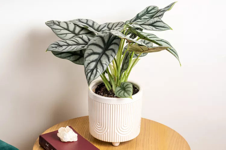 Alocasia baginda ‘Silver Dragon’ (Silver Dragon Alocasia)