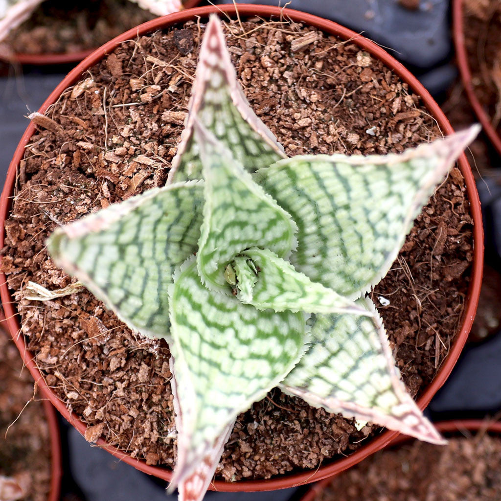 Aloe ‘Delta Lights’ (Aloe)