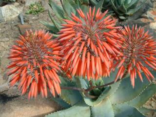 Aloe mitriformis (Creeping Aloe)