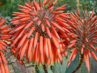 Aloe mitriformis (Creeping Aloe)