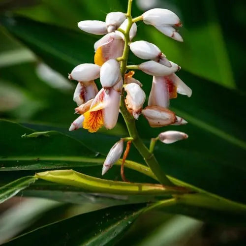 Alpinia mutica (False Cardamom / Orchid Ginger)