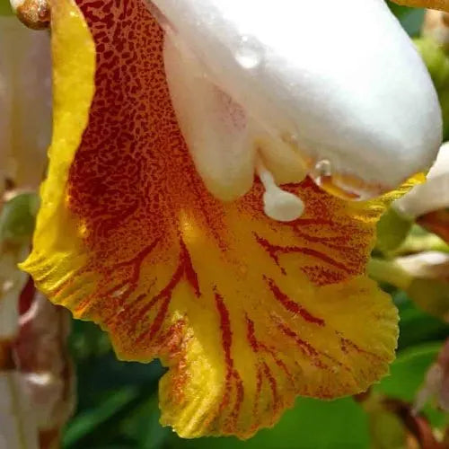 Alpinia mutica (False Cardamom / Orchid Ginger)