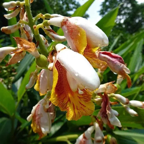 Alpinia mutica (False Cardamom / Orchid Ginger)