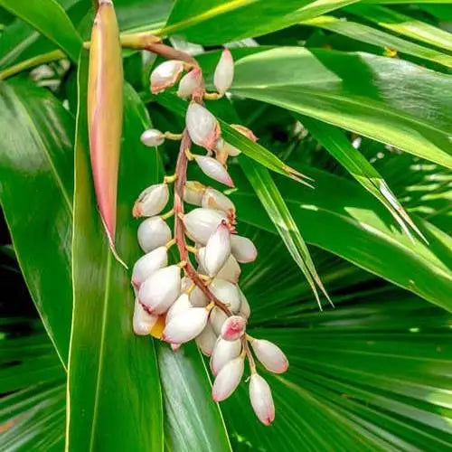 Alpinia Nutans (Dwarf Cardamom / Cardamom Leaf)