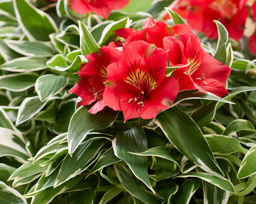 Alstroemeria Katiana (Princess Lily, Peruvian Lily)
