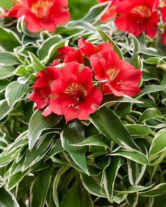 Alstroemeria Katiana (Princess Lily, Peruvian Lily)