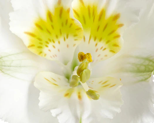 Alstroemeria Yentl (Dwarf Peruvian Lily)