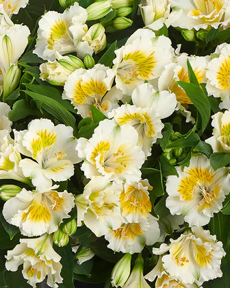 Alstroemeria Yentl (Dwarf Peruvian Lily)