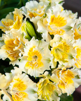 Alstroemeria Yentl (Dwarf Peruvian Lily)