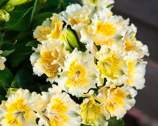Alstroemeria Yentl (Dwarf Peruvian Lily)