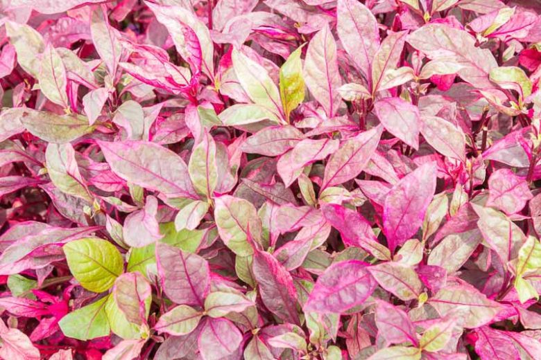 Alternanthera dentata (Joseph’s Coat / Purple Alternanthera)