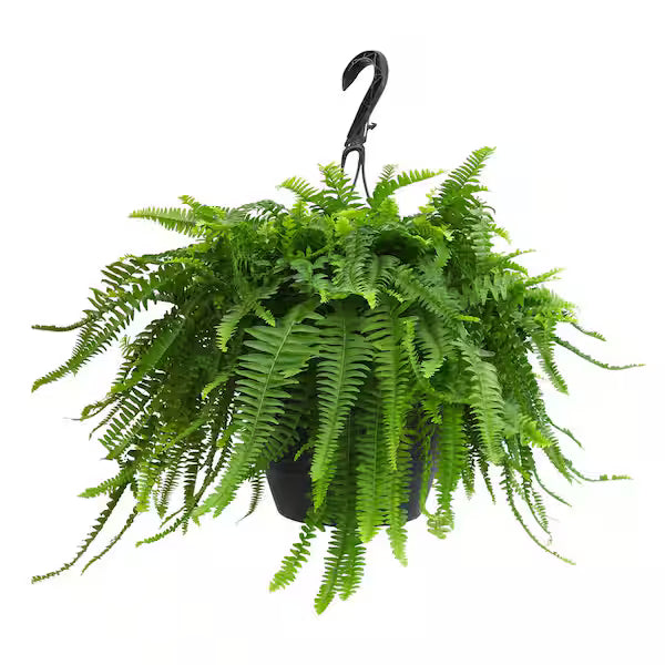 Nephrolepis Spp. (Assorted Boston Fern) – Hanging Basket