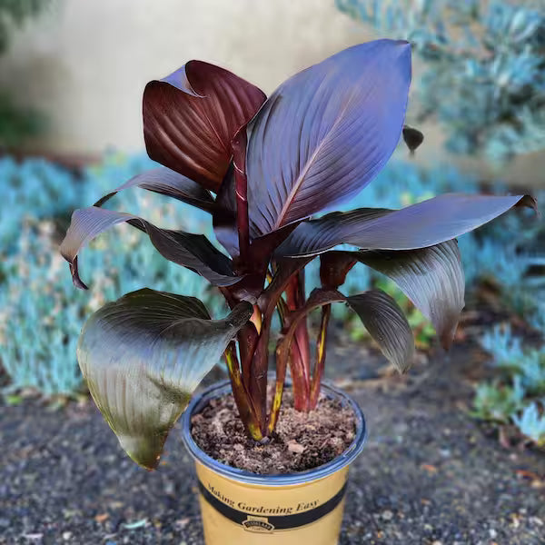Canna (Lon01) 'Tropicanna Black' (Tropicanna Black Canna Lily)