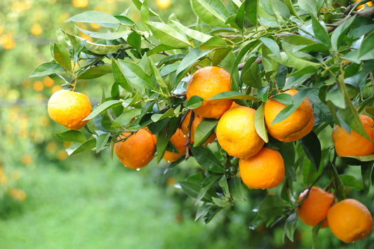 Citrus aurantium (Orange Seville Bittersweet)