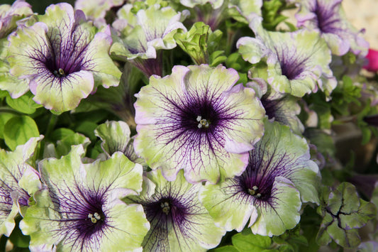 Petunia ‘Amazonas Plum Cockatoo’ (Plum Cockatoo Petunia)