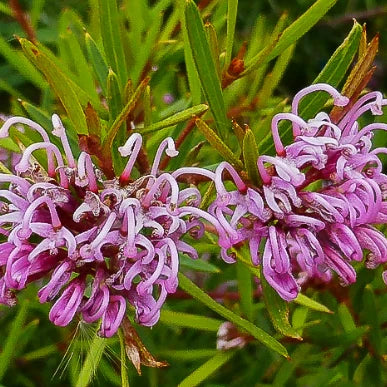 Grevillea sericea × confertifolia ‘Amethyst’