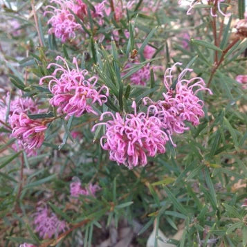Grevillea sericea × confertifolia ‘Amethyst’
