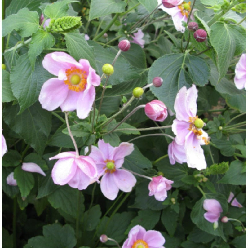 Anemone japonica ‘Single Pink’ – Japanese Pink Windflower