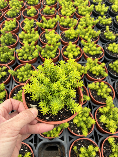 Sedum Rupestre ‘Angelina’ (Angelina Stonecrop)