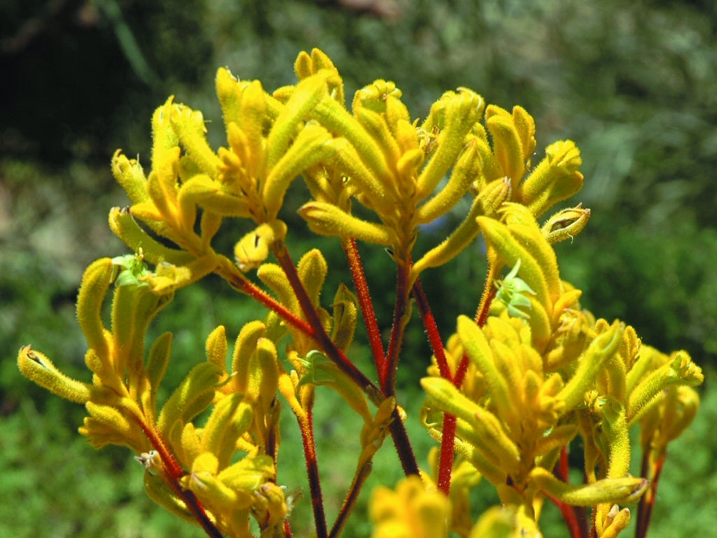 Anigozanthos Yellow (Kangaroo Paw Yellow)