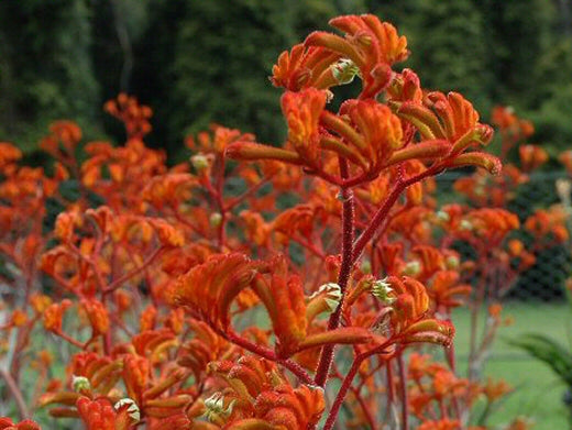 Anigozanthos ‘Kings Park Federation Flame’ (Kangaroo Paw)