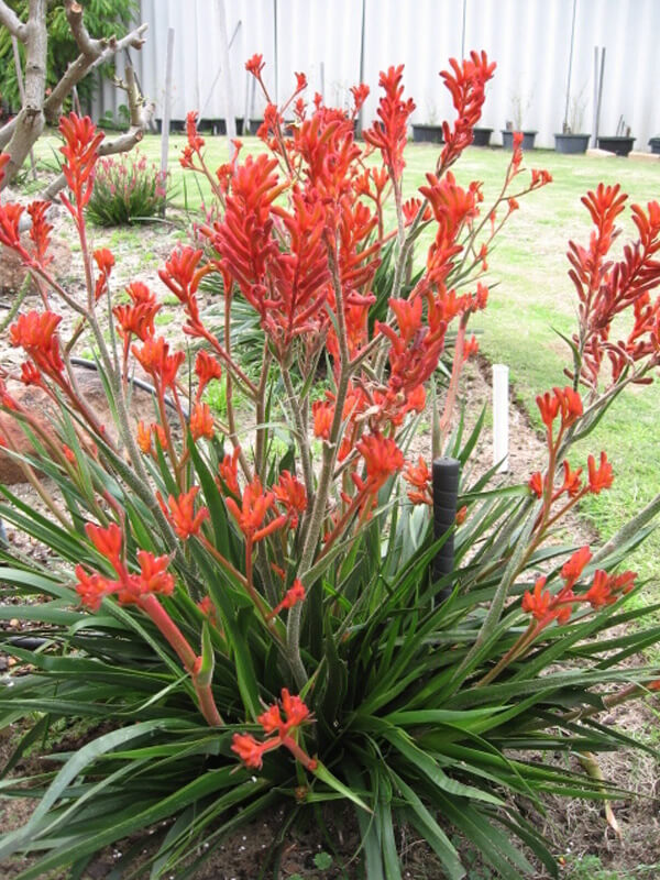 Anigozanthos ‘Bush Ranger’ – Red Kangaroo Paw