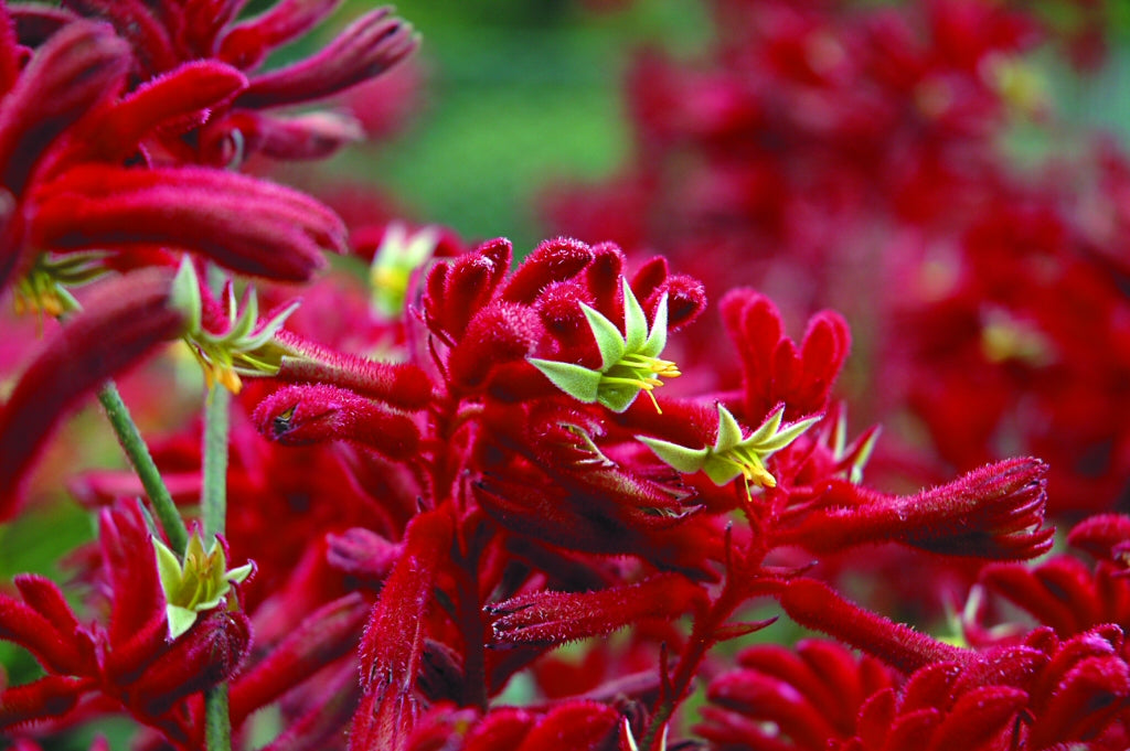 Anigozanthos ‘Bush Fury’ (Kangaroo Paw)