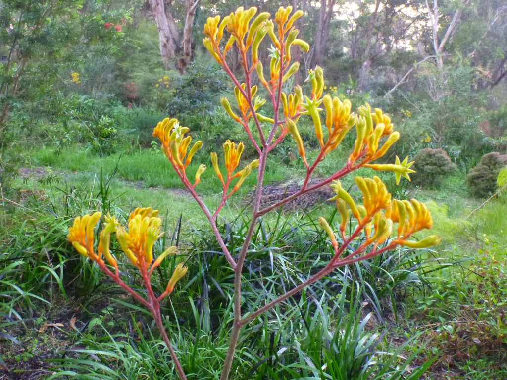 Anigozanthos ‘Landscape Gold’ (Kangaroo Paw)