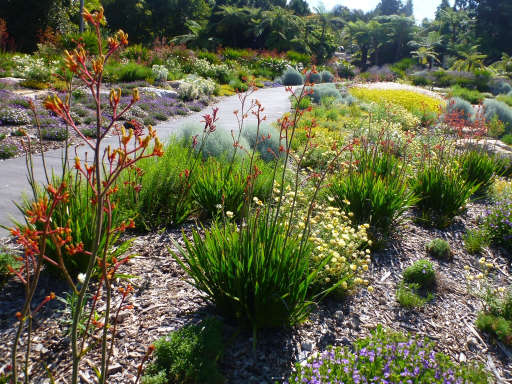 Anigozanthos ‘Landscape Gold’ (Kangaroo Paw)