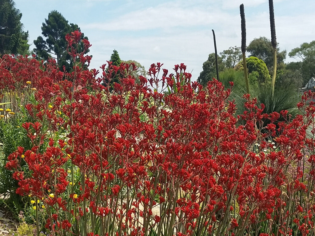 Anigozanthos 'Landscape Scarlet' (Landscape Scarlet Kangaroo Paw)