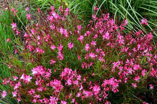 Gaura Lindheimeri Belleza Dark Pink (Belleza Dark Pink Beeblossom)