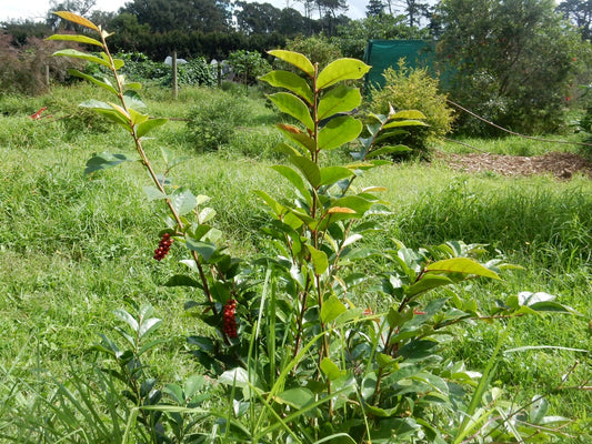 Antidesma erostre (Black Currant Tree)