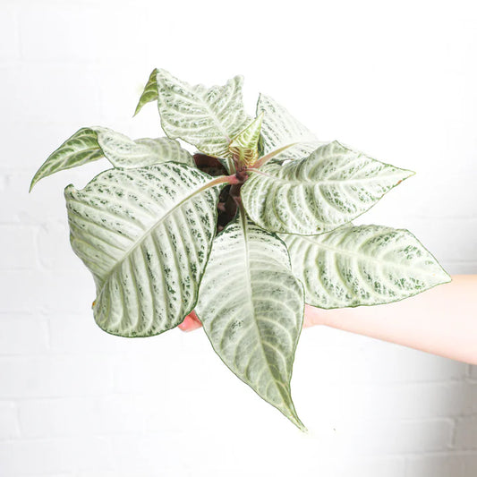 Aphelandra squarrosa ‘White Wash’ (Zebra Plant)