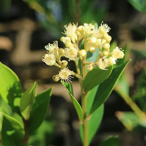 Close-up of the delicate white flowers of Acmena Smithii 'Minor', blooming in summer.