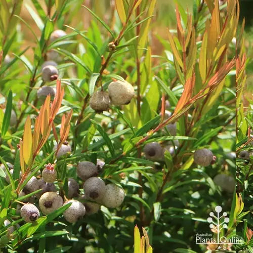 Austromyrtus Copper Tops (Copper Tops Lilly Pilly)