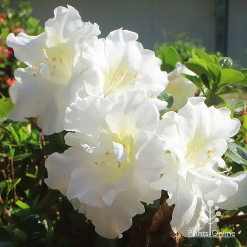 Rhododendron indicum (White Bouquet Azalea)
