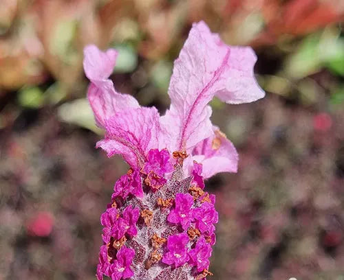 Lavandula spp. (Lavender - Bee Pretty)