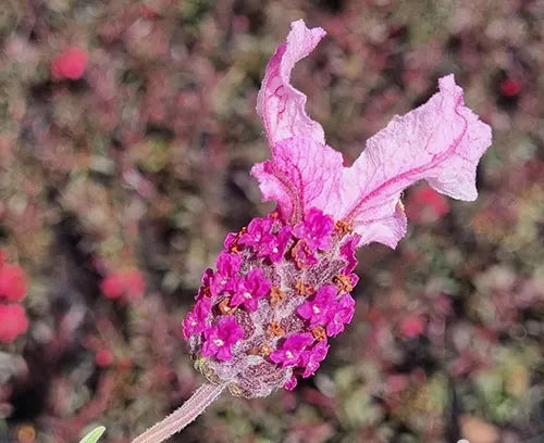 Lavandula spp. (Lavender - Bee Pretty)