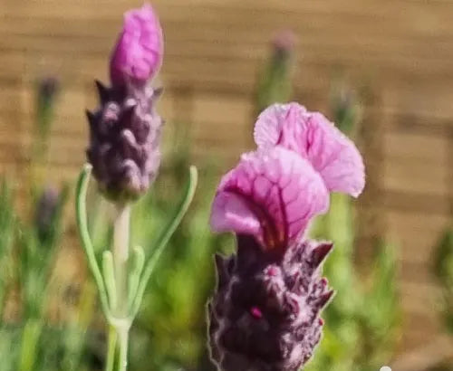 Lavandula spp. (Lavender - Bee Pretty)