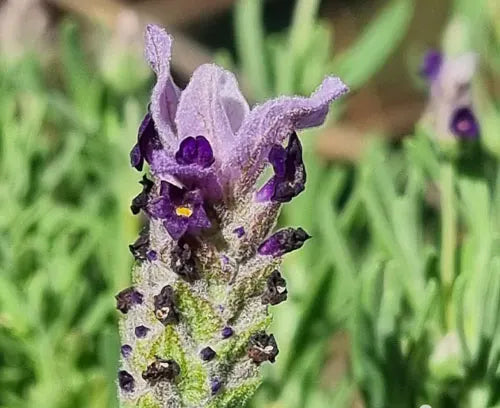 Lavandula stoechas (Lavender - Bella Blue)
