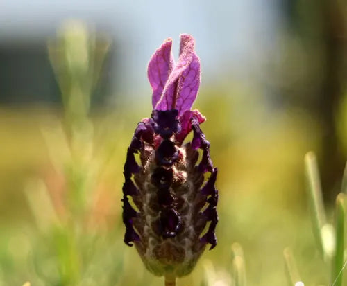 Lavandula ‘LaDiva Papillon Big Night’ (Lavender - LaDiva Papillon Big Night)