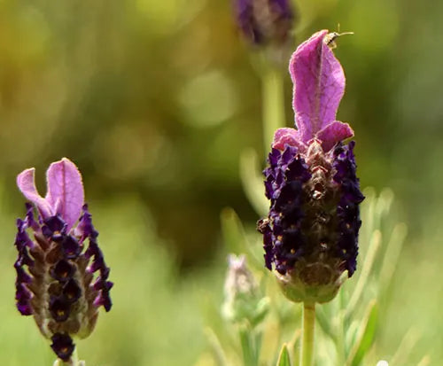 Lavandula ‘LaDiva Papillon Big Night’ (Lavender - LaDiva Papillon Big Night)