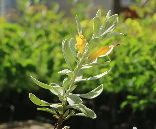 Eremophila glabra prostrate 'Blue Horizon™' (Blue Horizon Emu Bush)